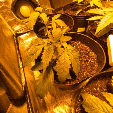 Somango XL #07 growlog timeline photo