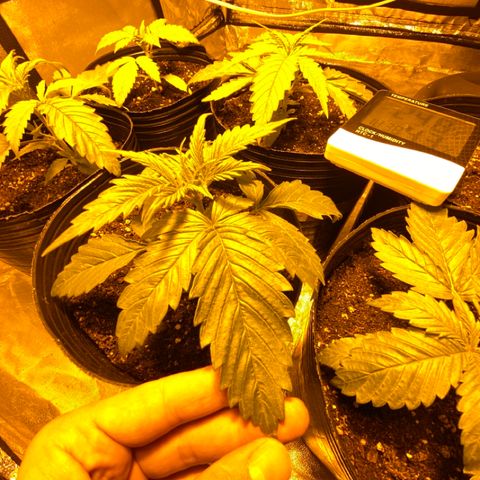 Somango XL #07 growlog timeline photo