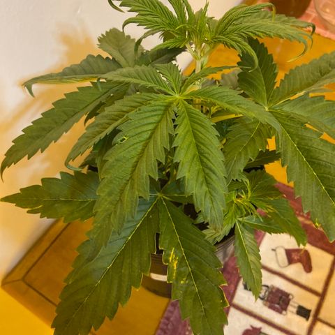 Somango XL #07 growlog timeline photo