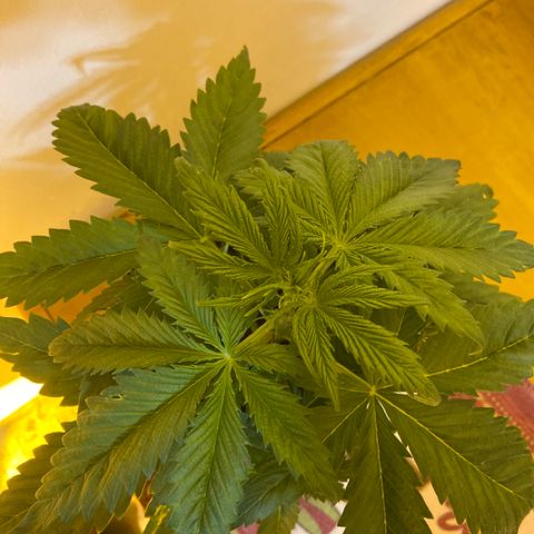 Somango XL #07 growlog timeline photo