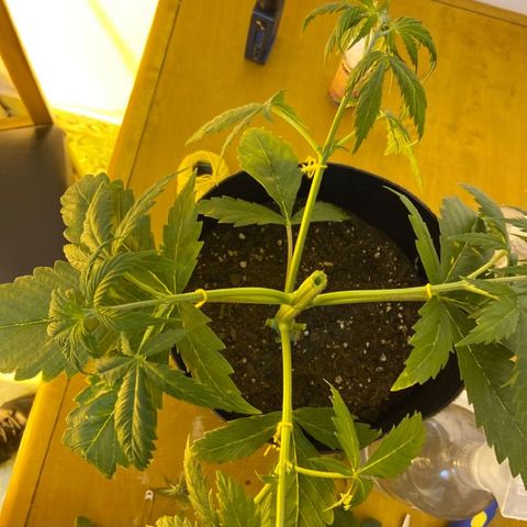 Somango XL #07 growlog timeline photo
