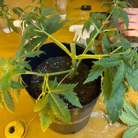 Somango XL #07 growlog timeline photo