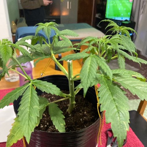 Somango XL #07 growlog timeline photo