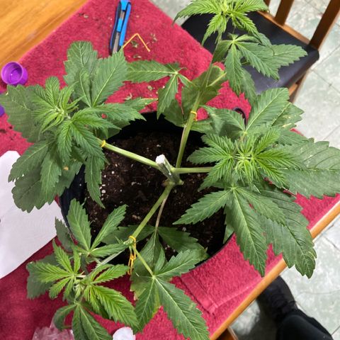 Somango XL #07 growlog timeline photo