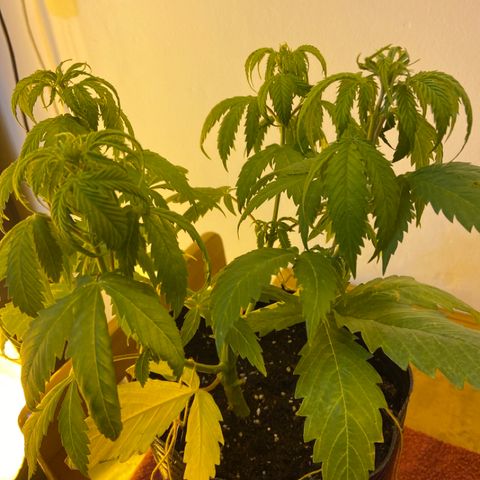 Somango XL #07 growlog timeline photo