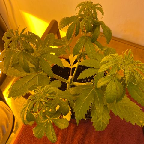 Somango XL #07 growlog timeline photo