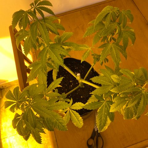 Somango XL #07 growlog photo: Poda apical retrasada 