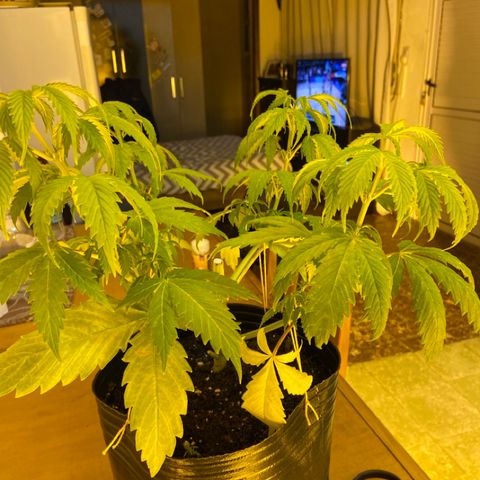 Somango XL #07 growlog photo: Poda apical retrasada 