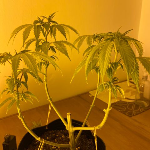 Somango XL #07 growlog timeline photo