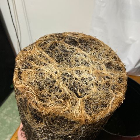 Somango XL #07 growlog timeline photo