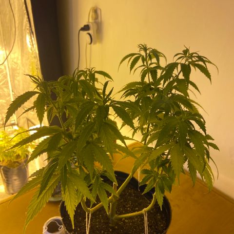 Somango XL #07 growlog timeline photo