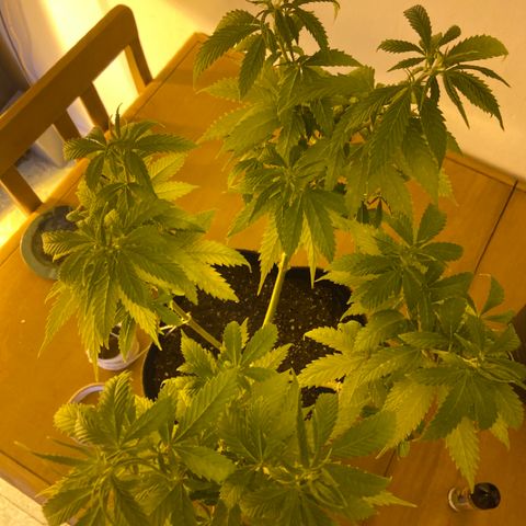 Somango XL #07 growlog timeline photo