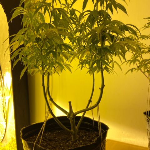 Somango XL #07 growlog timeline photo