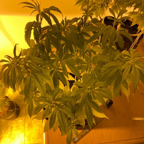 Somango XL #07 growlog timeline photo