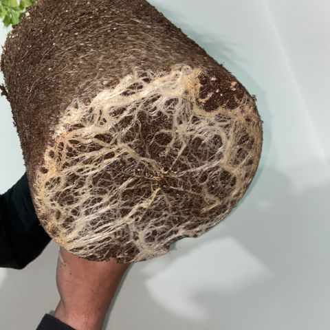 Somango XL #07 growlog timeline photo