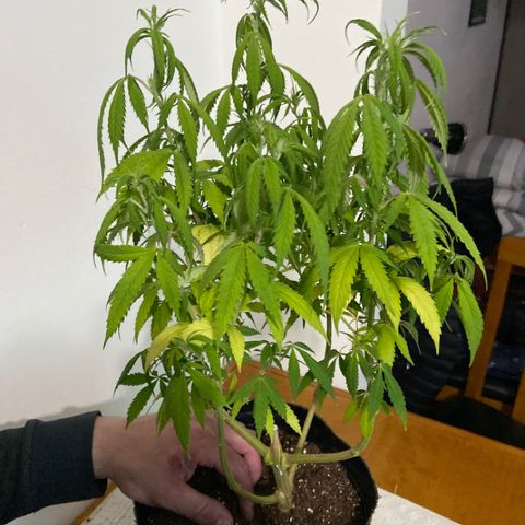 Somango XL #07 growlog timeline photo