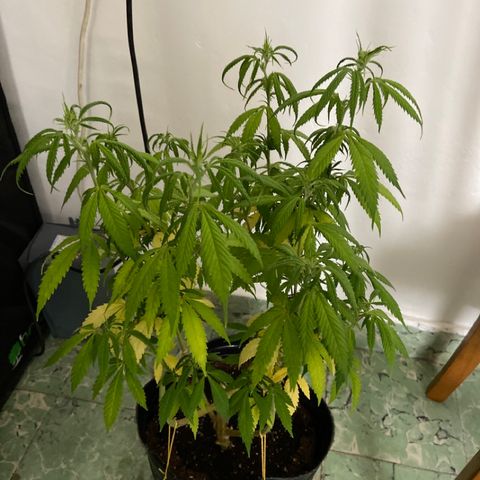 Somango XL #07 growlog timeline photo