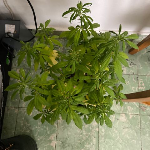 Somango XL #07 growlog timeline photo