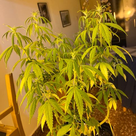 Somango XL #07 growlog timeline photo