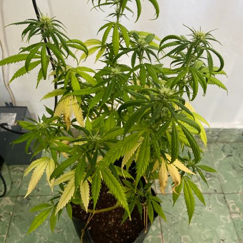 Somango XL #07 growlog timeline photo