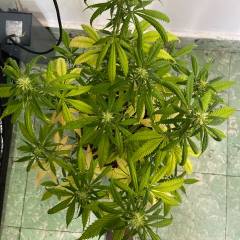 Somango XL #07 growlog timeline photo