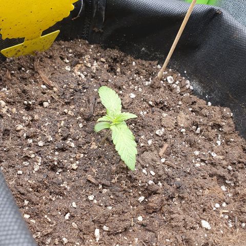 Francesca III  growlog timeline photo