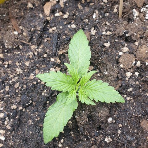 Francesca III  growlog timeline photo