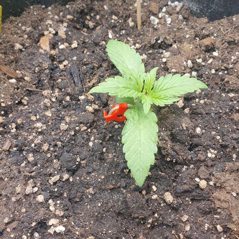 Francesca III  growlog timeline photo