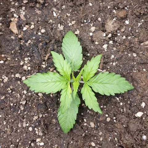 Francesca III  growlog timeline photo