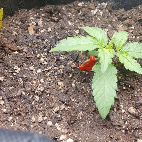 Francesca III  growlog timeline photo
