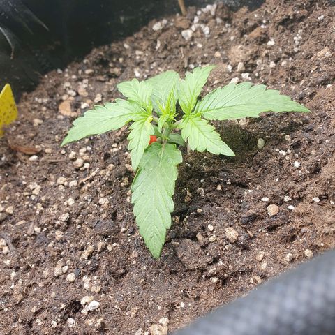 Francesca III  growlog timeline photo