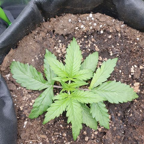Francesca III  growlog timeline photo