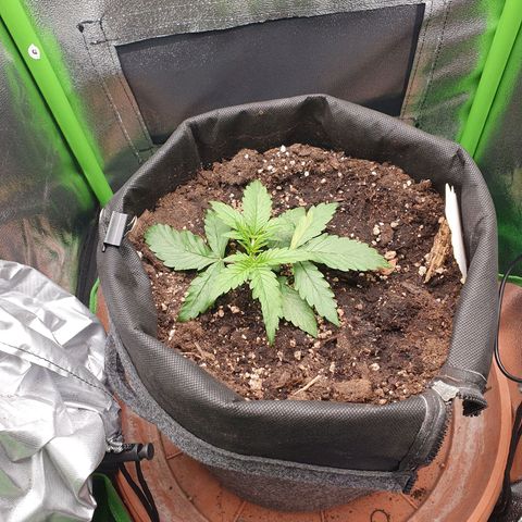 Francesca III  growlog timeline photo