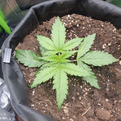 Francesca III  growlog timeline photo