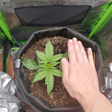 Francesca III  growlog timeline photo