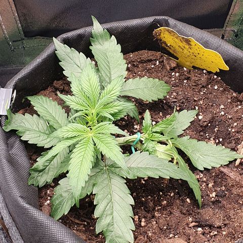 Francesca III  growlog timeline photo