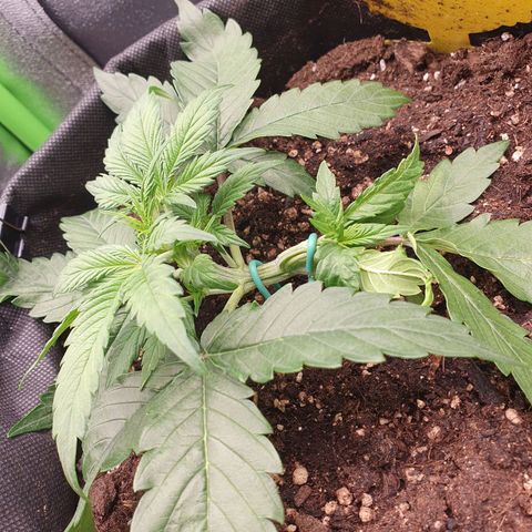 Francesca III  growlog timeline photo