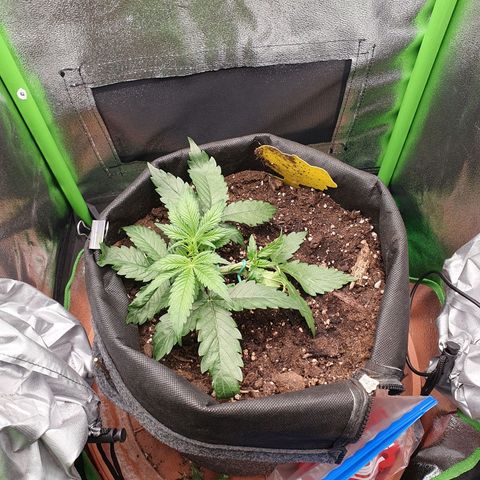 Francesca III  growlog timeline photo