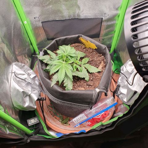 Francesca III  growlog photo: Vorblüte ?
