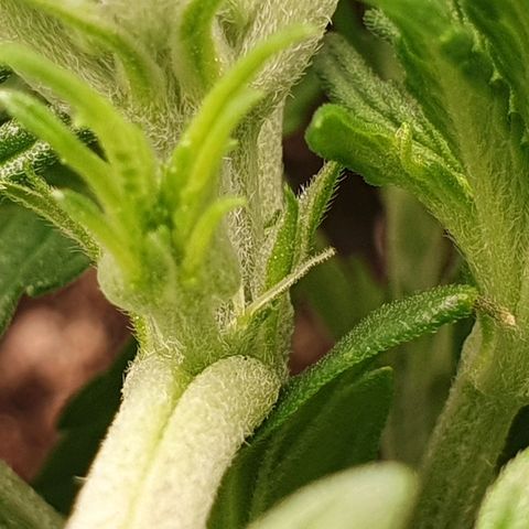 Francesca III  growlog photo: Vorblüte ?