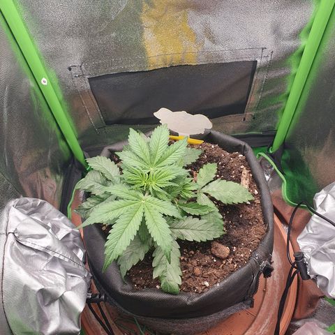Francesca III  growlog timeline photo