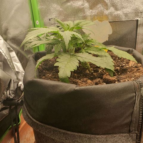 Francesca III  growlog timeline photo