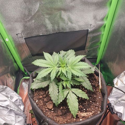 Francesca III  growlog timeline photo