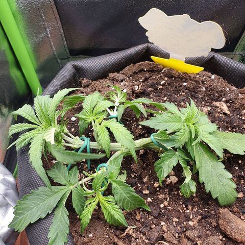 Francesca III  growlog timeline photo