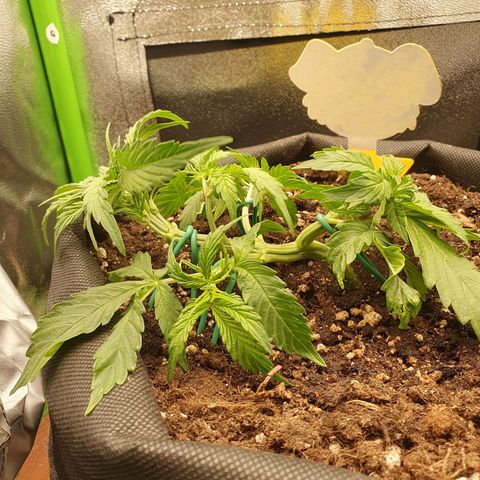 Francesca III  growlog timeline photo