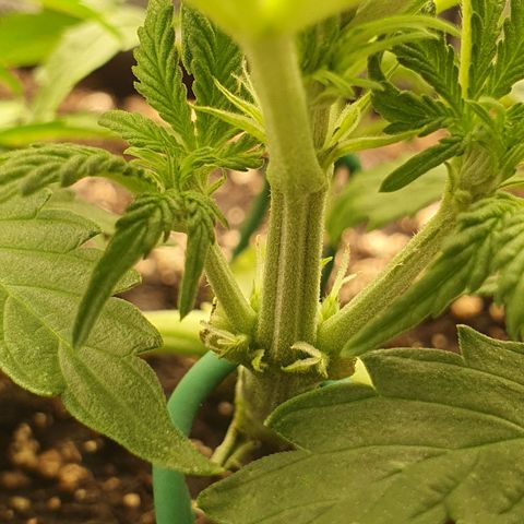 Francesca III  growlog timeline photo