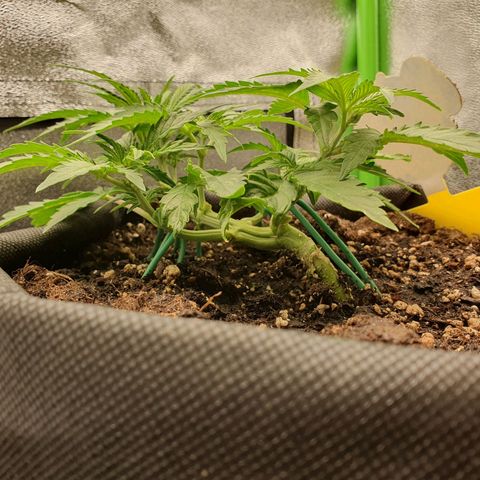Francesca III  growlog timeline photo