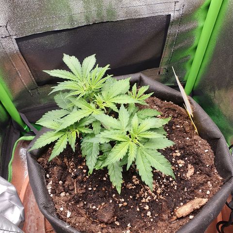 Francesca III  growlog timeline photo