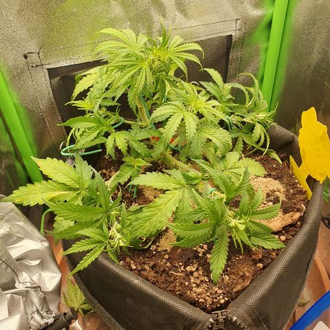 Francesca III  growlog timeline photo