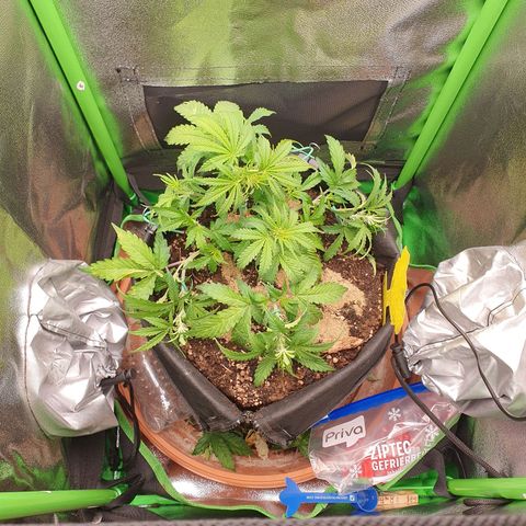 Francesca III  growlog timeline photo